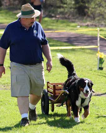 Bernese mountain dog clearance pulling a cart